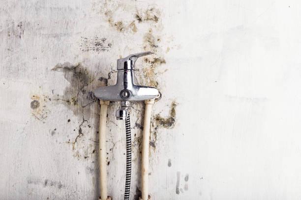 Best White Mold Remediation in Goldthwaite, TX