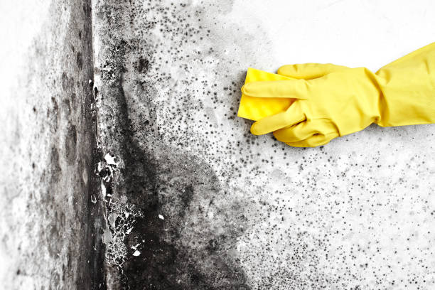 Best Attic Mold Remediation in Goldthwaite, TX