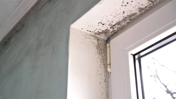 Best Residential Mold Remediation in Goldthwaite, TX