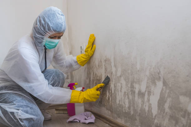 Best Mold Remediation for Specific Building Types in Goldthwaite, TX