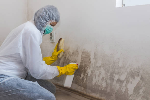Best Post-Flood Mold Remediation in Goldthwaite, TX