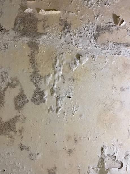 Best Residential Mold Remediation in Goldthwaite, TX
