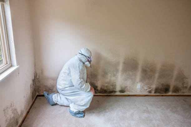 Best Mold Testing and Inspection Services in Goldthwaite, TX