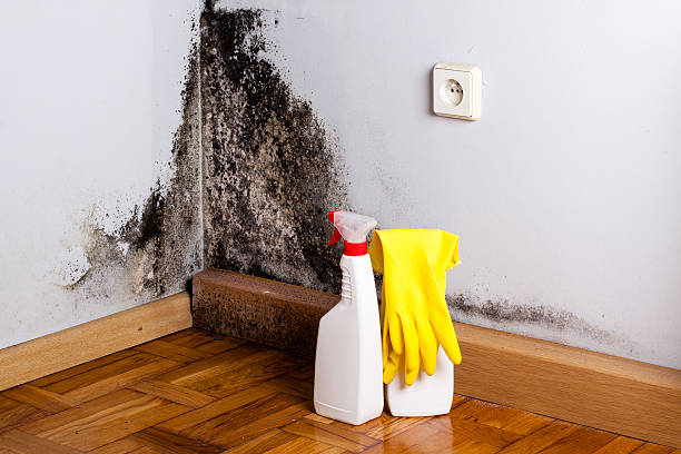 Best Mold Remediation for Specific Building Types in Goldthwaite, TX