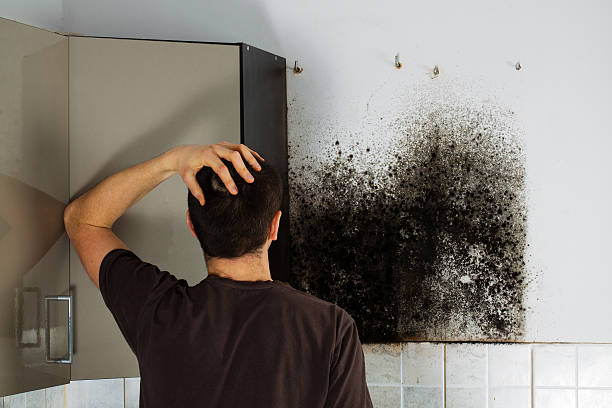 Best Preventive Mold Services in Goldthwaite, TX