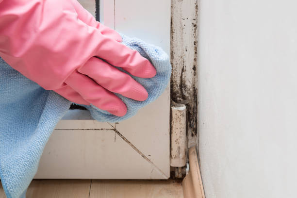 Best Residential Mold Remediation in Goldthwaite, TX